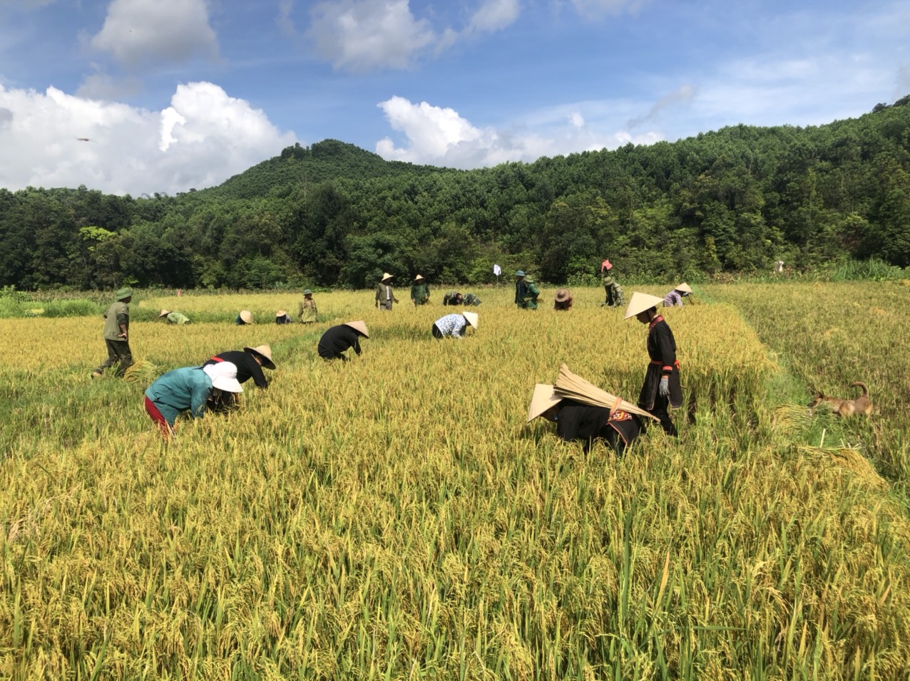 Cảnh nông dân phấn khởi thu hoạch vụ lúa được mùa