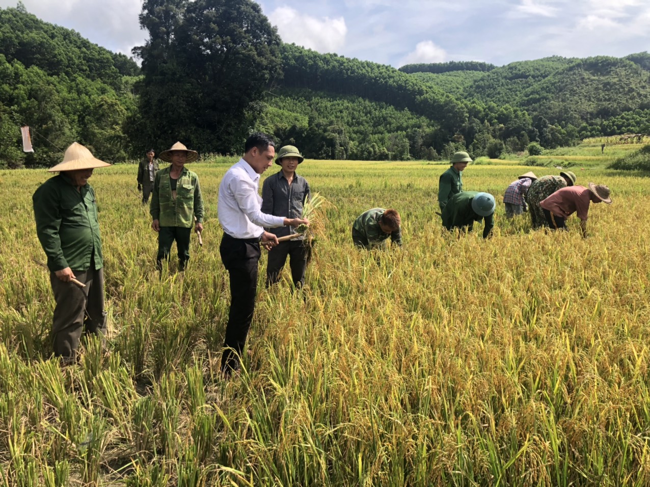 Quang cảnh thăm đồng, động viên nông dân gặt lúa